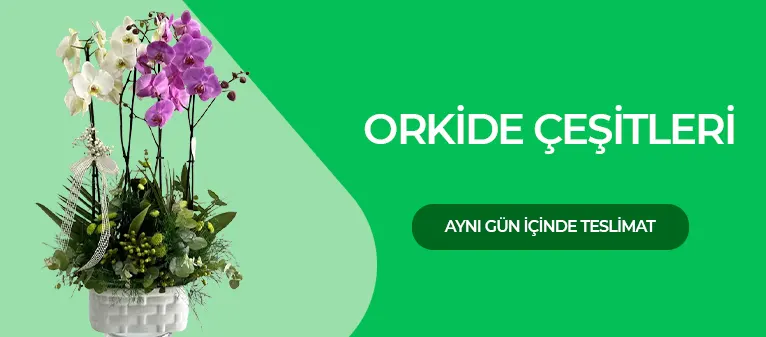 Caddebostan Çiçekçi - Orkide Çeşitleri ve Fiyatları
