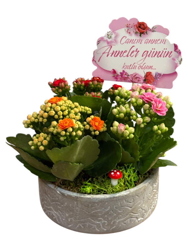 Seramik Saksıda Renkli Kalanşo Aranjmanı