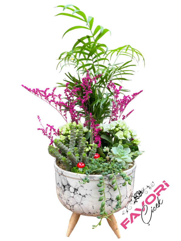 Beyaz Kalanchoe&Dağ Palmiyesi Teraryum