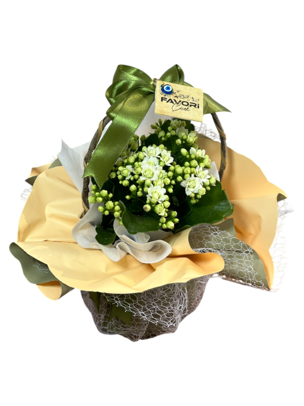 Beyaz Kalanchoe Çiçeği