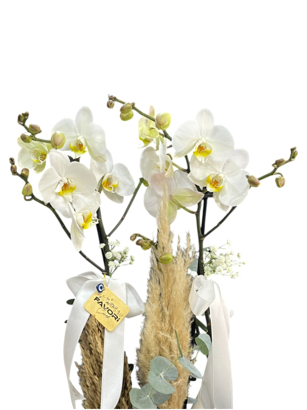 2’li Beyaz Orkide