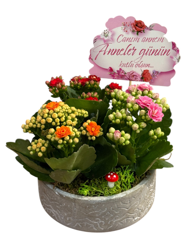 Seramik Saksıda Renkli Kalanşo Aranjmanı