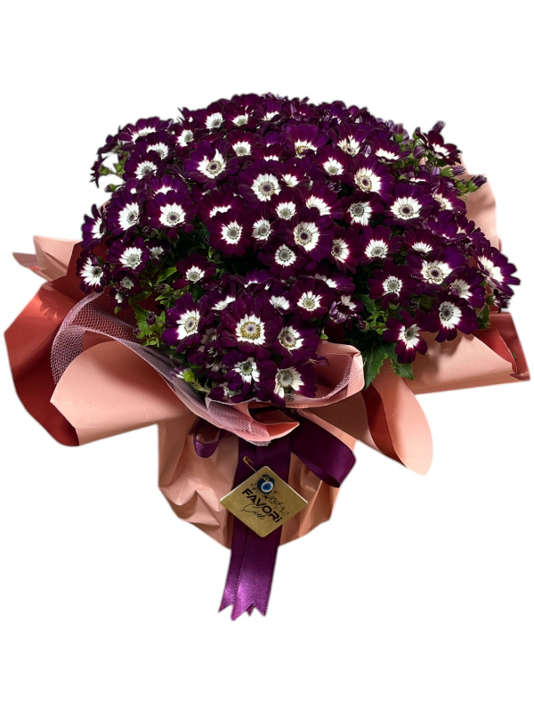 Bordo Sinerelya Çiçeği