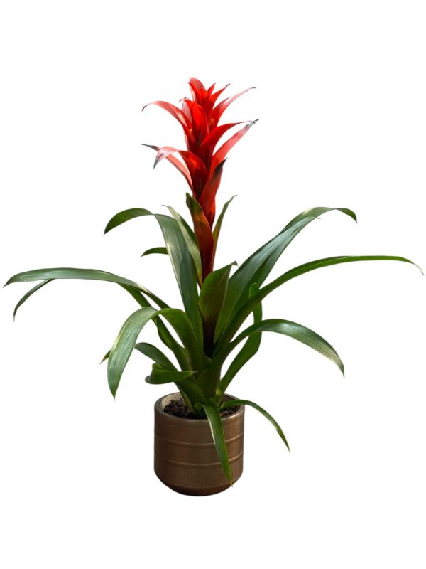 Dekoratif Saksıda Kırmızı Guzmanya