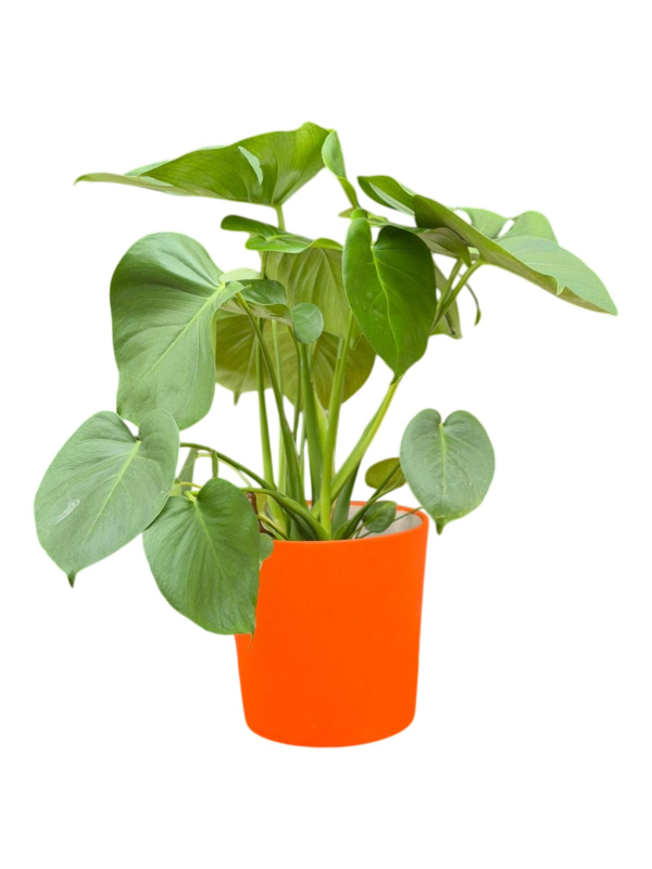 Devetabanı (Monstera)