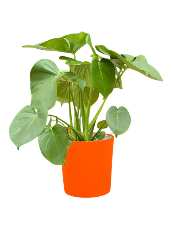 Devetabanı (Monstera)