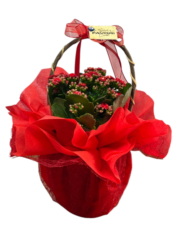 Kırmızı Kalanchoe Çiçeği