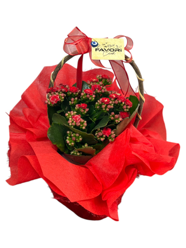 Kırmızı Kalanchoe Çiçeği