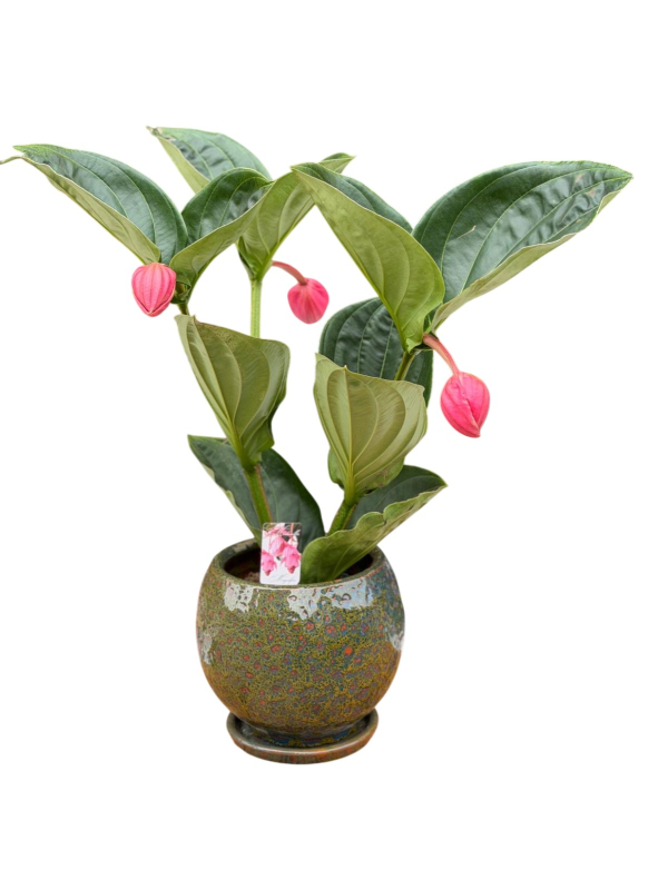 Medine Gülü (Medinilla)