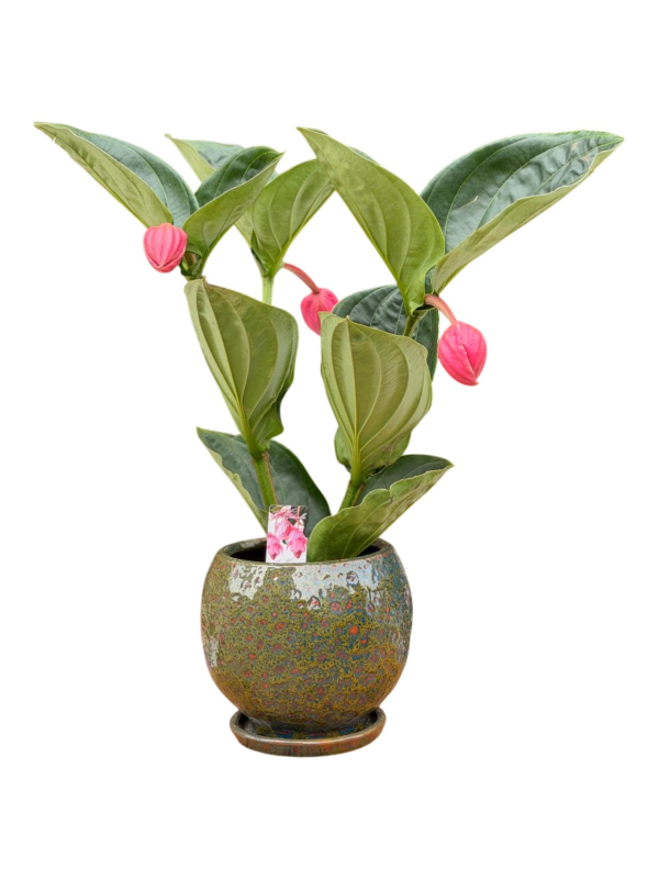 Medine Gülü (Medinilla)