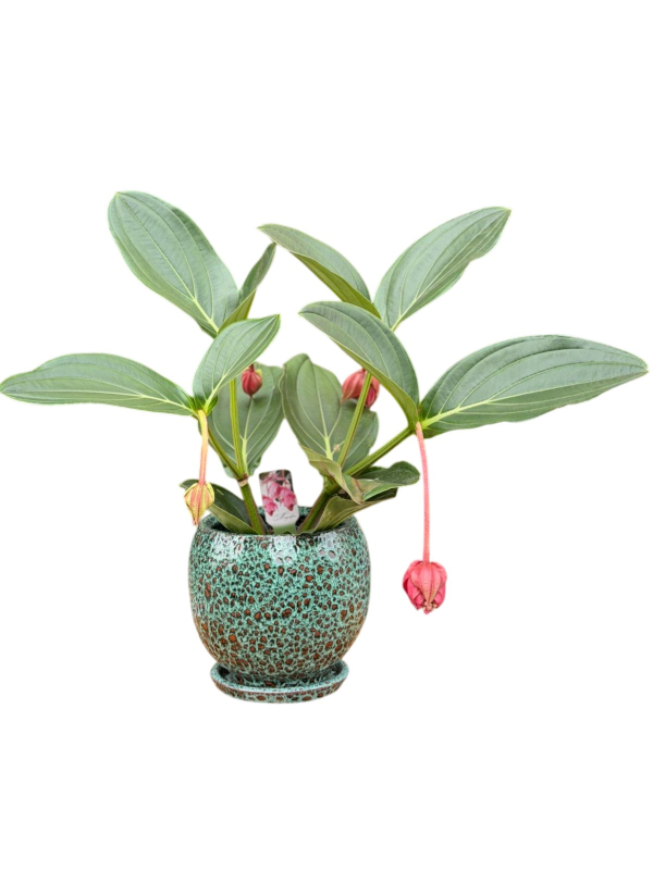 Medinilla Magnifica (Medine Gülü)