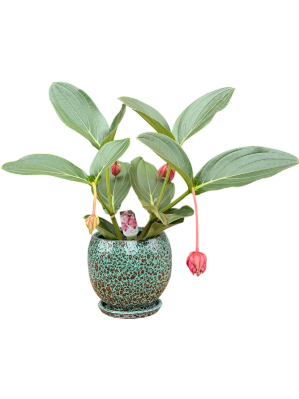 Medinilla Magnifica (Medine Gülü)