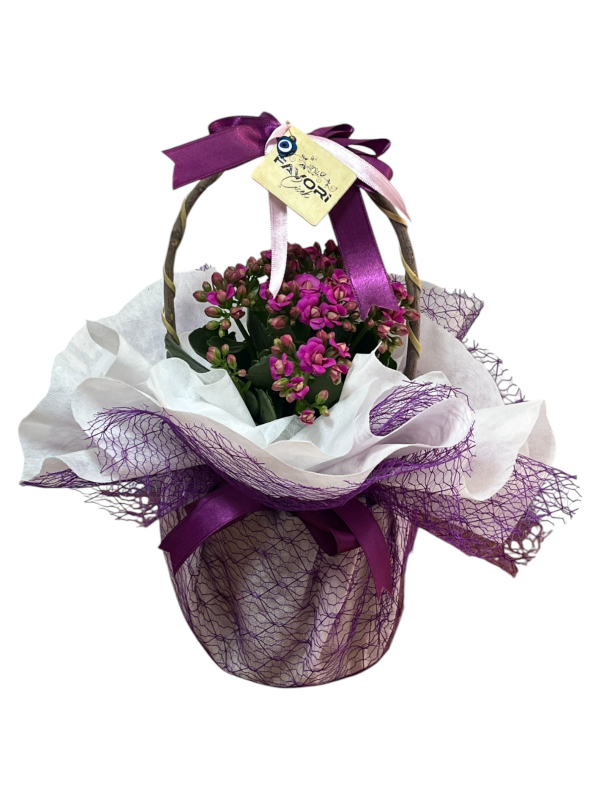 Mor Kalanchoe Çiçeği