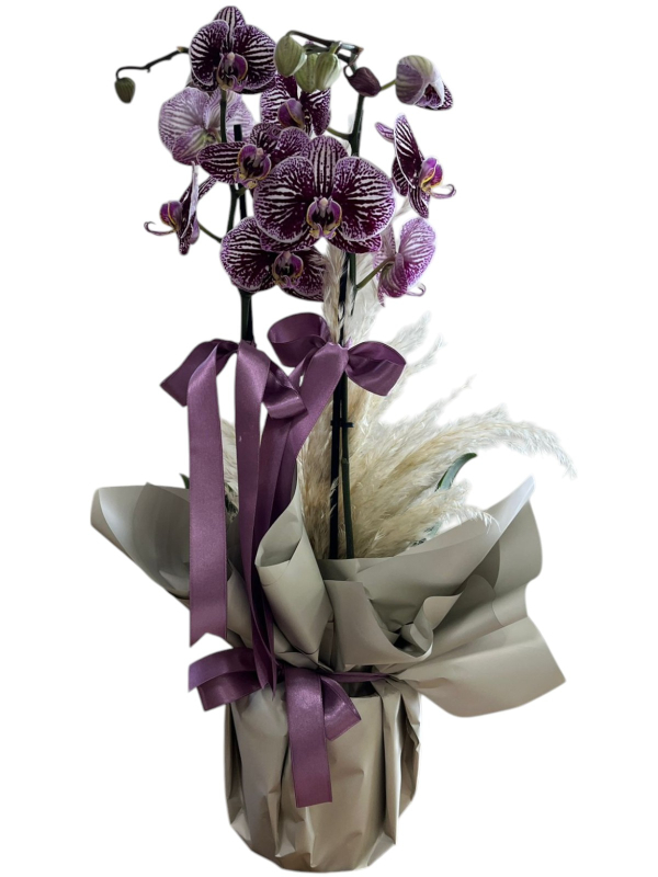 Mor Kırçıllı Orkide