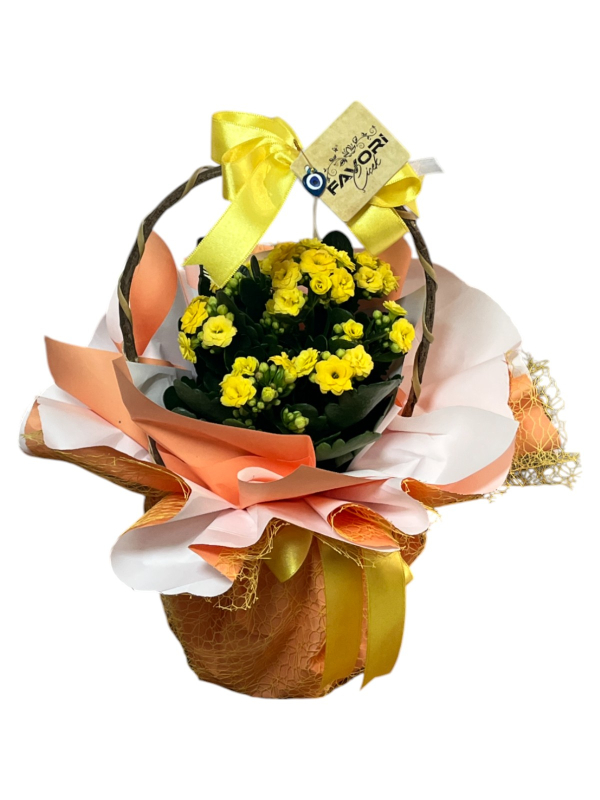 Sarı Kalanchoe Çiçeği