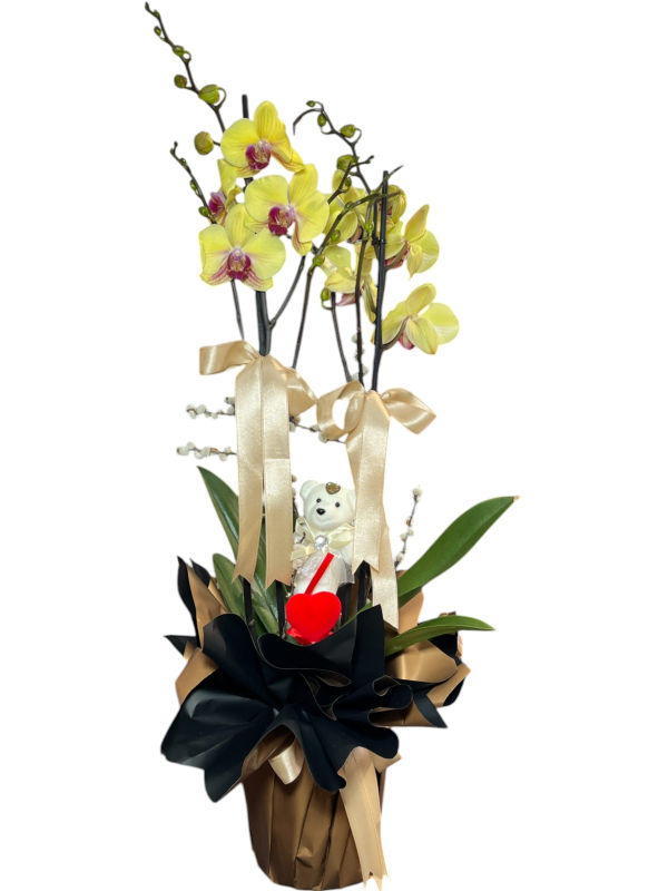 Altın Renkli Orkide ve Peluş Ayıcık