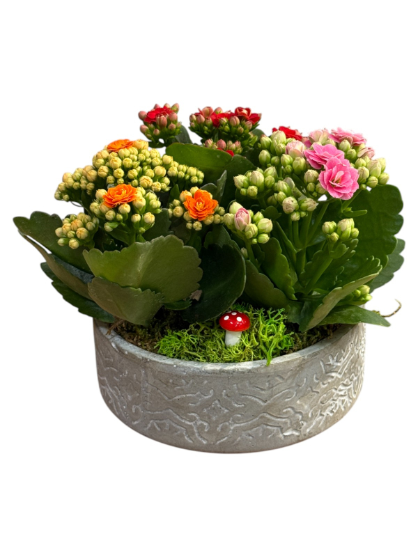 Seramik Saksıda Renkli Kalanşo Aranjmanı