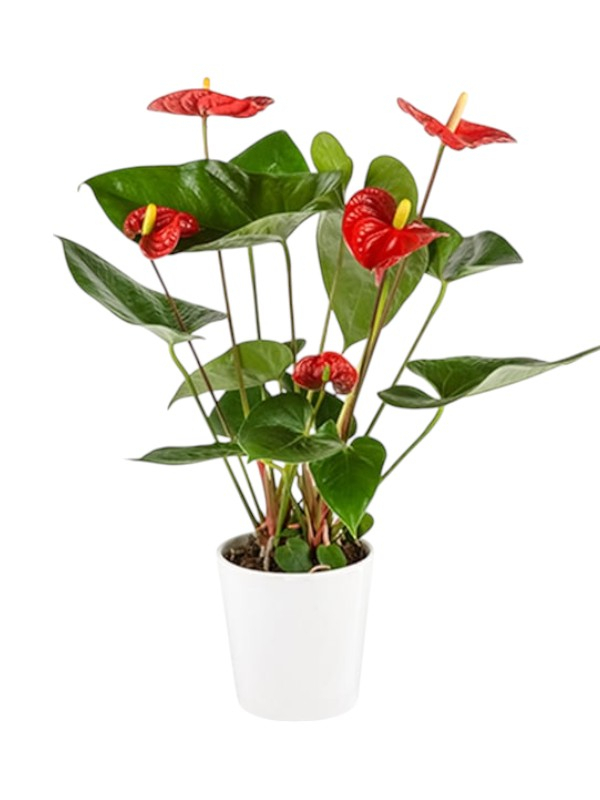 Seramikte Antoryum Çiçeği