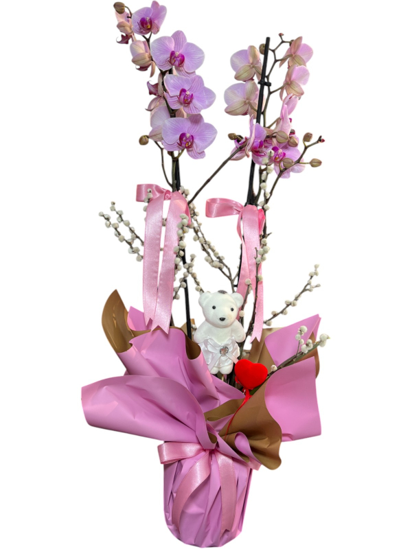 Sevdiklerinize Özel Pembe Orkide ve Ayıcık