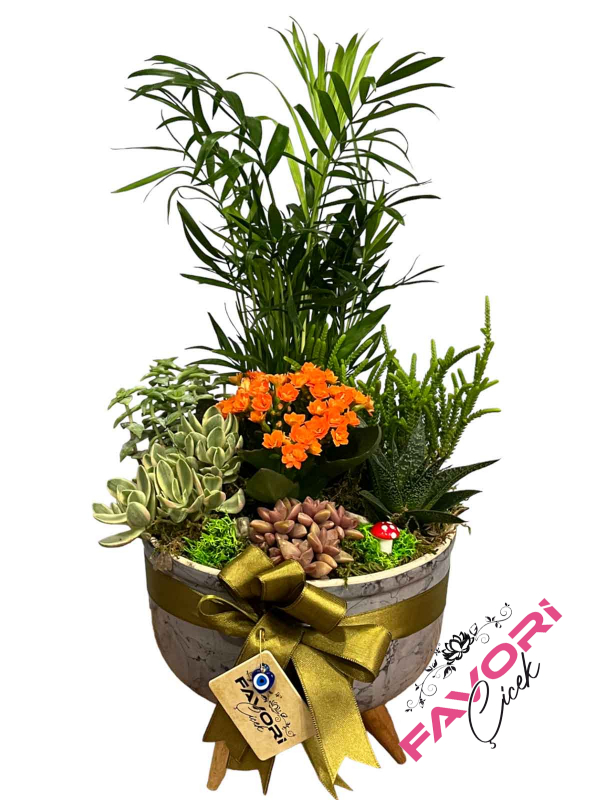 Sihirli Kalendiva Bahçesi Teraryum