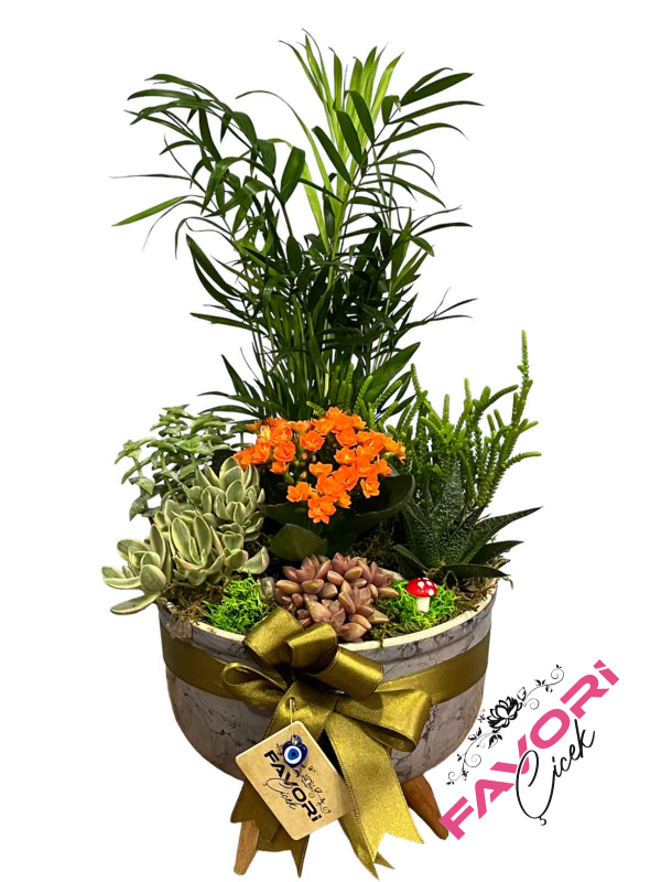 Sihirli Kalendiva Bahçesi Teraryum