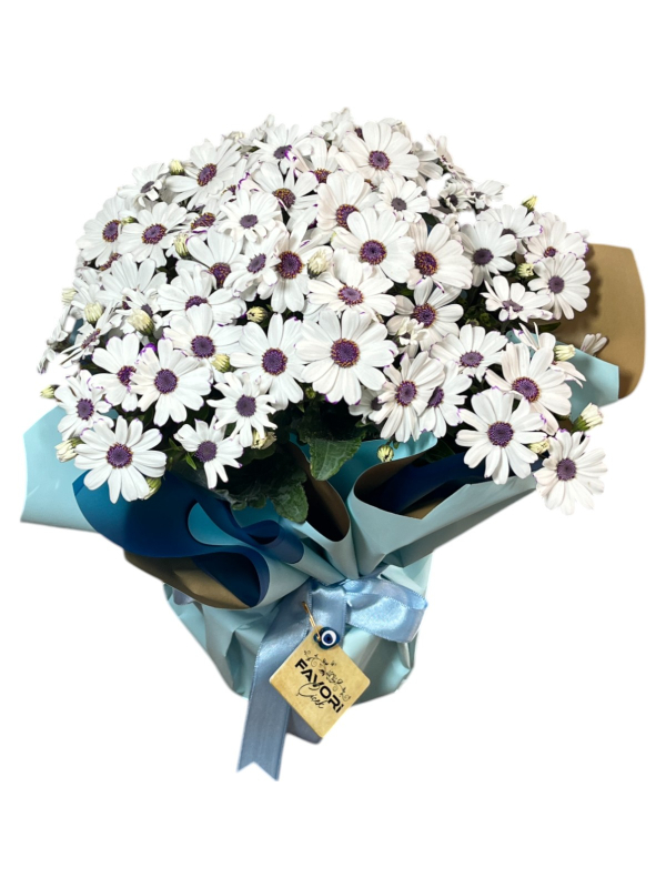 Beyaz Sinerelya Çiçeği