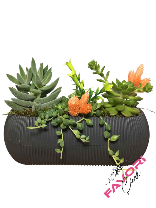 Sukulent Çiçek Teraryum