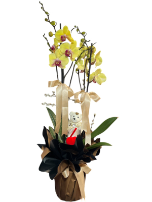 Altın Renkli Orkide ve Peluş Ayıcık