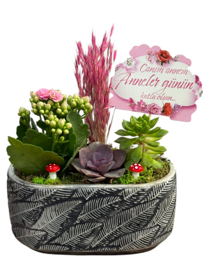 Seramik Saksıda Sukulent & Kalanşo Aranjmanı