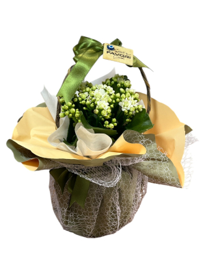 Beyaz Kalanchoe Çiçeği