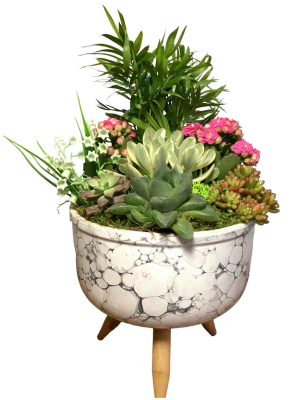 Dağ Palmiyesi ve Renkli Kalendiva Teraryum