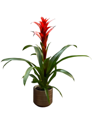 Dekoratif Saksıda Kırmızı Guzmanya