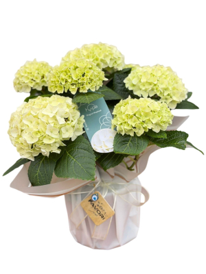 İthal Ortanca (Hydrangea)