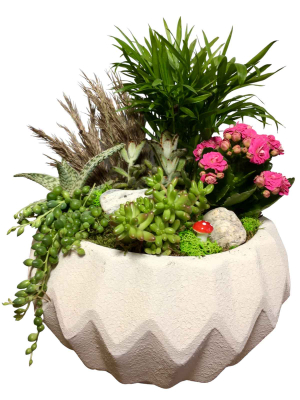 Dağ Palmiyesi ve Minyatür Bahçe