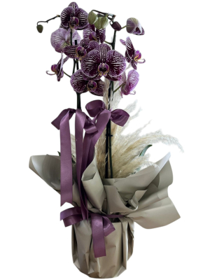 Mor Kırçıllı Orkide