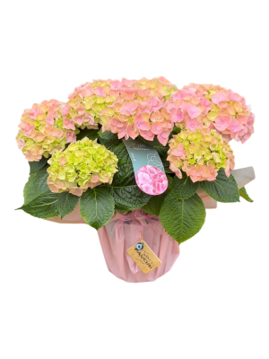 Pembe İthal Ortanca (Hydrangea)