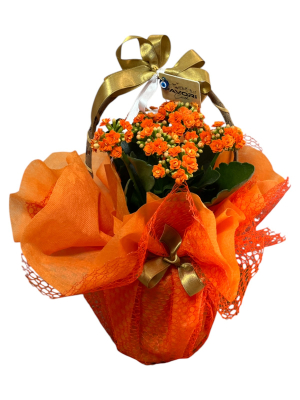 Turuncu Kalanchoe Çiçeği