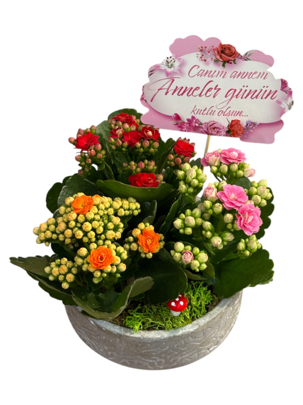 Seramik Saksıda Renkli Kalanşo Aranjmanı