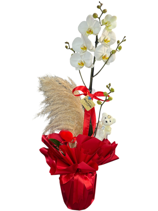 Sevgililer Günü İçin Özel Orkide